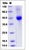 SDS-PAGE - Recombinant Human BTC protein (AB276470)