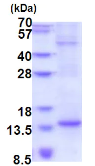 SDS-PAGE - Recombinant Human BTF3L4 protein (denatured) (His tag N-Terminus) (AB177710)