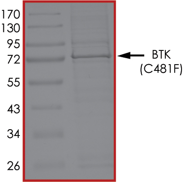 SDS-PAGE - Recombinant human BTK (mutated C481F) protein (Active) (AB268371), expandable thumbnail
