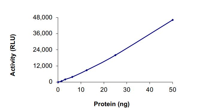 Recombinant human BTK (mutated C481R) protein (Active)