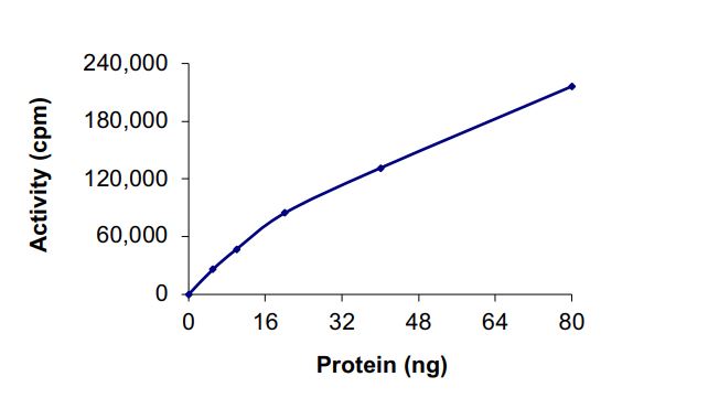 Recombinant human BTK (mutated P190K) protein (Active)