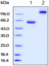 SDS-PAGE - Recombinant Human BTN1A1 protein (Fc Chimera) (AB219661)
