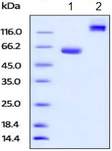 SDS-PAGE - Recombinant Human BTN1A1 protein (Fc Chimera) (AB219661)