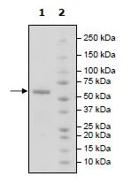 SDS-PAGE - Recombinant Human BTN3A1 protein (Avi tag C-Terminus + Fc tag C-Terminus) (AB271422)