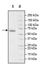 SDS-PAGE - Recombinant Human BTN3A1 protein (Biotin) (Avi tag C-Terminus + Fc tag C-Terminus) (AB271423)