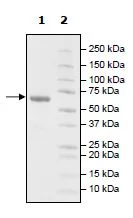 SDS-PAGE - Recombinant Human BTN3A1 protein (Biotin) (Avi tag C-Terminus + Fc tag C-Terminus) (AB271423)