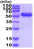 SDS-PAGE - Recombinant Human BTN3A1 protein (Fc Chimera His Tag) (AB222984)