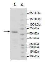 Recombinant Human BTN3A1 protein (Tagged)