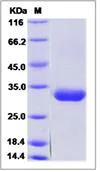 SDS-PAGE - Recombinant Human BTN3A2 protein (His tag) (AB276550)