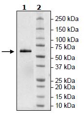 SDS-PAGE - Recombinant Human BTNL8 protein (Biotin) (Avi tag C-Terminus + Fc tag C-Terminus) (AB271395)