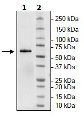 SDS-PAGE - Recombinant Human BTNL8 protein (Tagged) (Biotin) (AB271395)