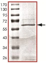 SDS-PAGE - Recombinant Human Bub1 protein (AB127642)