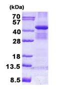 SDS-PAGE - Recombinant Human Bub3 protein (denatured) (AB139802)