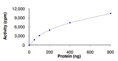 Functional Studies - Recombinant human BubR1 protein (AB133149)