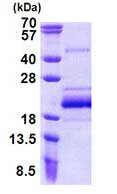 SDS-PAGE - Recombinant Human BUD31 protein (His tag N-Terminus) (AB156741)