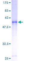 SDS-PAGE - Recombinant Human C-4 Methylsterol Oxidase/SC4MOL protein (GST tag N-Terminus) (AB159473)