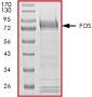Recombinant Human c-Fos protein