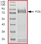 SDS-PAGE - Recombinant Human c-Fos protein (AB56280)