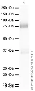 Western blot - Recombinant Human c-Fos protein (AB56280)