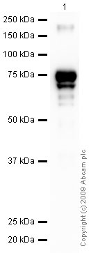 Western blot - Recombinant Human c-Fos protein (AB56280)