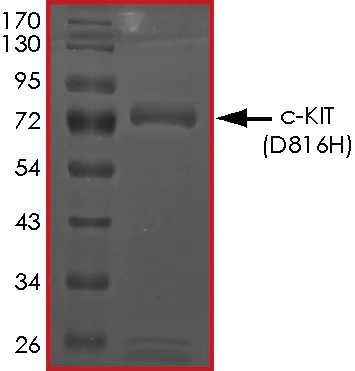 SDS-PAGE - Recombinant human c-Kit (mutated D816H) protein (Active) (AB268413)