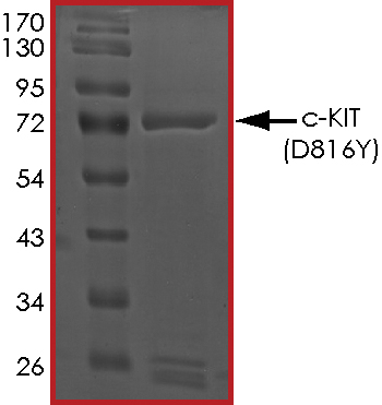 SDS-PAGE - Recombinant human c-Kit (mutated D816Y) protein (Active) (AB268416), expandable thumbnail
