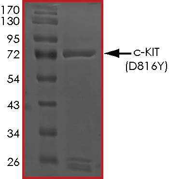 SDS-PAGE - Recombinant human c-Kit (mutated D816Y) protein (Active) (AB268416)