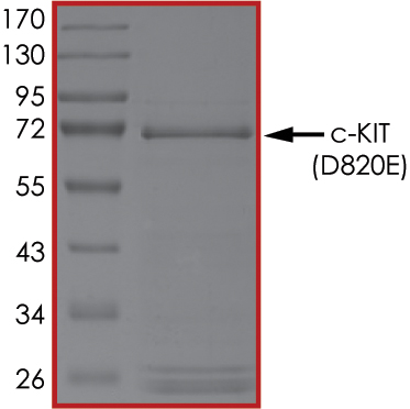 SDS-PAGE - Recombinant human c-Kit (mutated D820E) protein (AB184893), expandable thumbnail