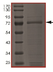 SDS-PAGE - Recombinant human c-Kit (mutated D820E) protein (AB184893), expandable thumbnail