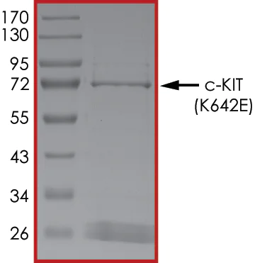 SDS-PAGE - Recombinant human c-Kit (mutated K642E) protein (Active) (AB268417)