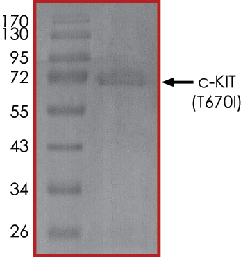 SDS-PAGE - Recombinant human c-Kit (mutated T670I) protein (Active) (AB268419), expandable thumbnail