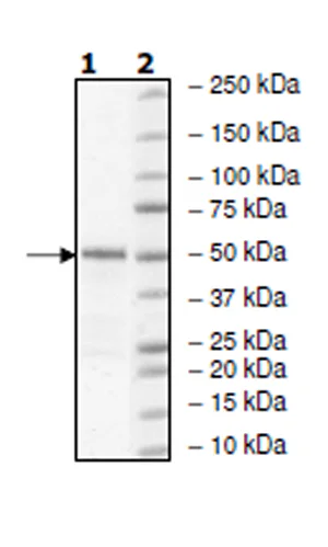 SDS-PAGE - Recombinant human c-Kit (mutated V654A) protein (Active) (His tag N-Terminus) (AB271470)