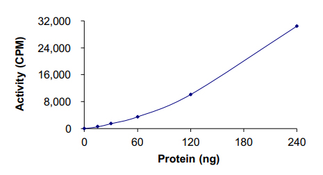 Functional Studies - Recombinant human c-Kit (mutated Y823D) protein (AB184889), expandable thumbnail