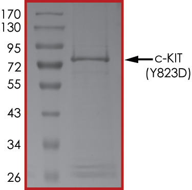 SDS-PAGE - Recombinant human c-Kit (mutated Y823D) protein (AB184889), expandable thumbnail