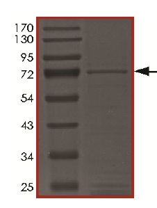 SDS-PAGE - Recombinant human c-Kit (mutated Y823D) protein (AB184889), expandable thumbnail