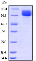 Recombinant Human c-Kit protein