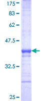 Recombinant Human c-Maf protein