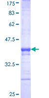 SDS-PAGE - Recombinant Human c-Maf protein (GST tag N-Terminus) (AB114469)