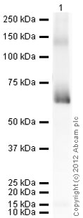 Recombinant Human c-Myc protein