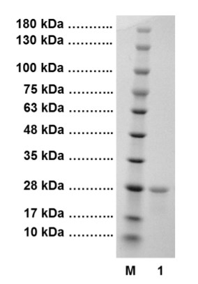 SDS-PAGE - Recombinant Human C Reactive Protein (AB51784), expandable thumbnail