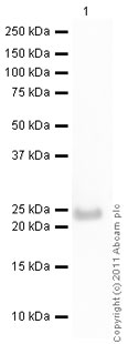 Western blot - Recombinant Human C Reactive Protein (AB51784), expandable thumbnail