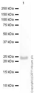 Western blot - Recombinant Human C Reactive Protein (AB51784)