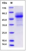 SDS-PAGE - Recombinant Human C12orf53 protein (Fc Chimera) (AB276517)