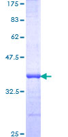 Recombinant Human C13orf7 protein