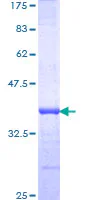 SDS-PAGE - Recombinant Human C13orf7 protein (GST tag N-Terminus) (AB164043)