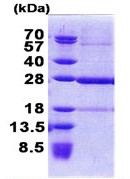 SDS-PAGE - Recombinant Human C19orf50 protein (AB168069)