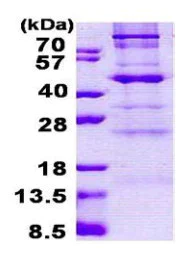 SDS-PAGE - Recombinant Human C1GALT1 protein (His tag N-Terminus) (AB167826)