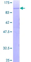 SDS-PAGE - Recombinant Human C1r protein (GST tag N-Terminus) (AB152248)