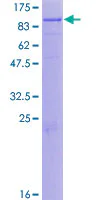 SDS-PAGE - Recombinant Human C1s protein (GST tag N-Terminus) (AB116902)