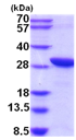 SDS-PAGE - Recombinant Human C20orf11 protein (AB201714), expandable thumbnail